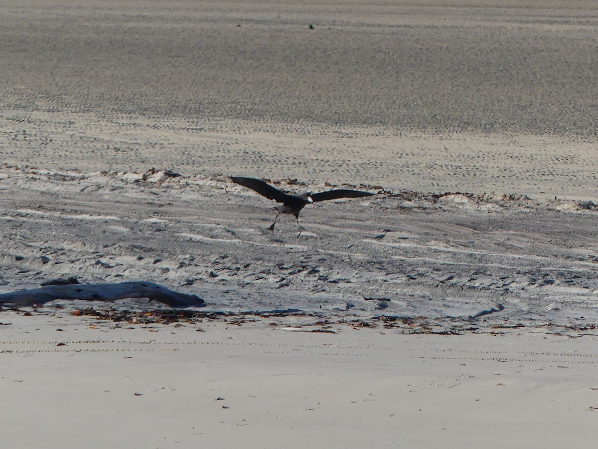Northern Giant-Petrel - ML643395756