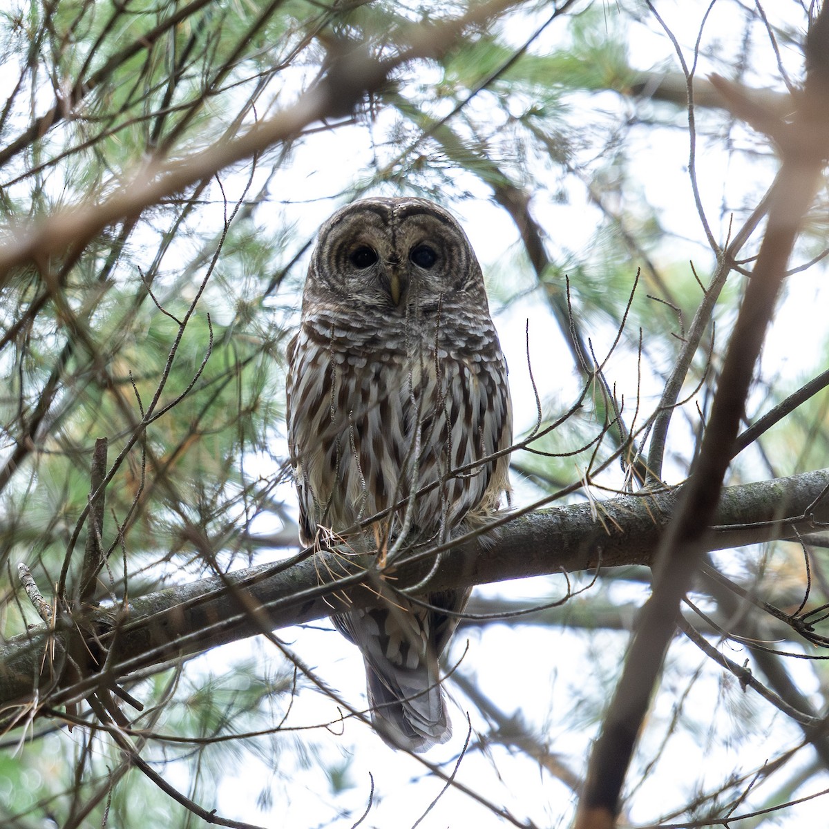 Barred Owl - ML643395776