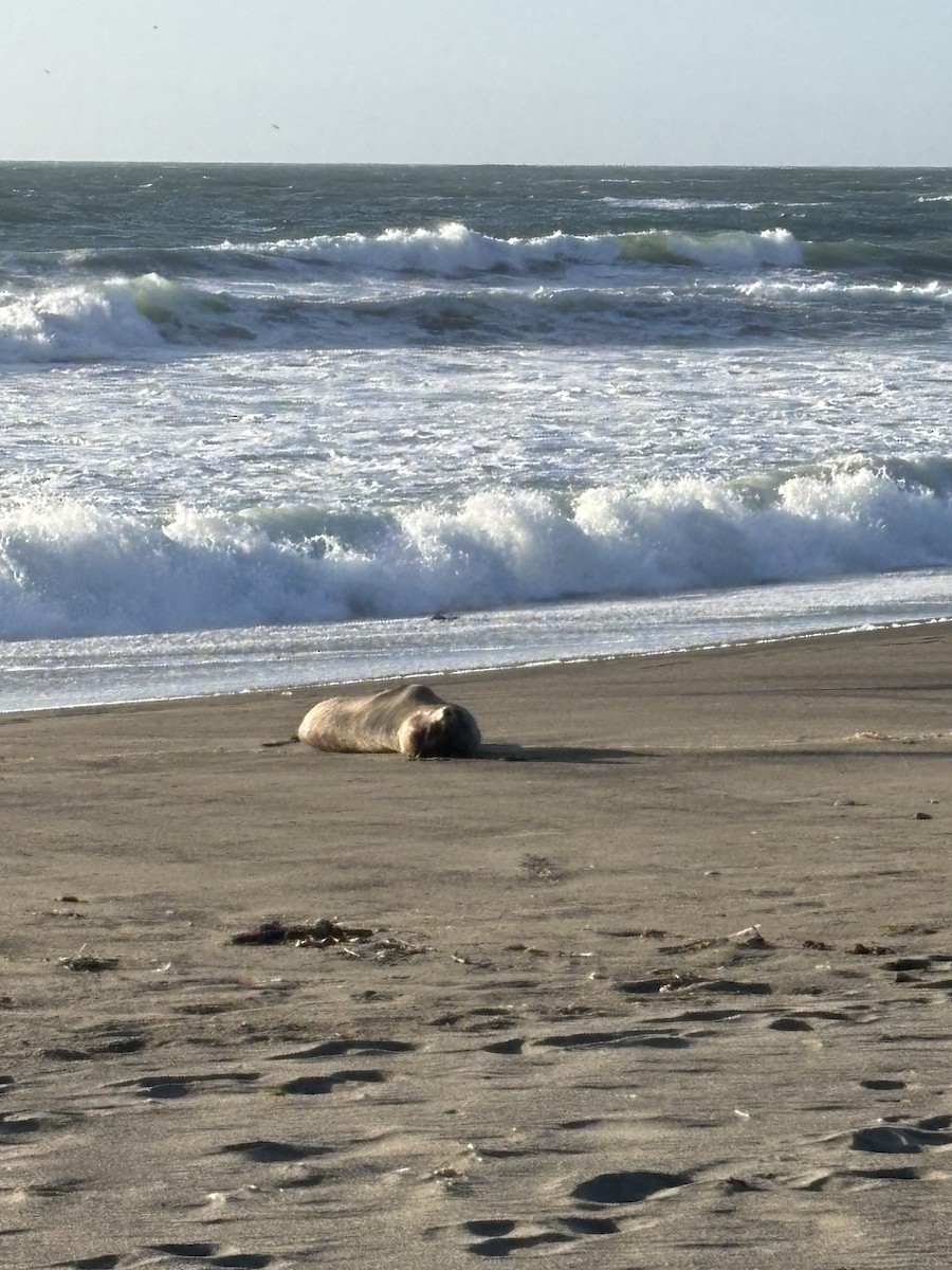California Sea Lion - ML643395782
