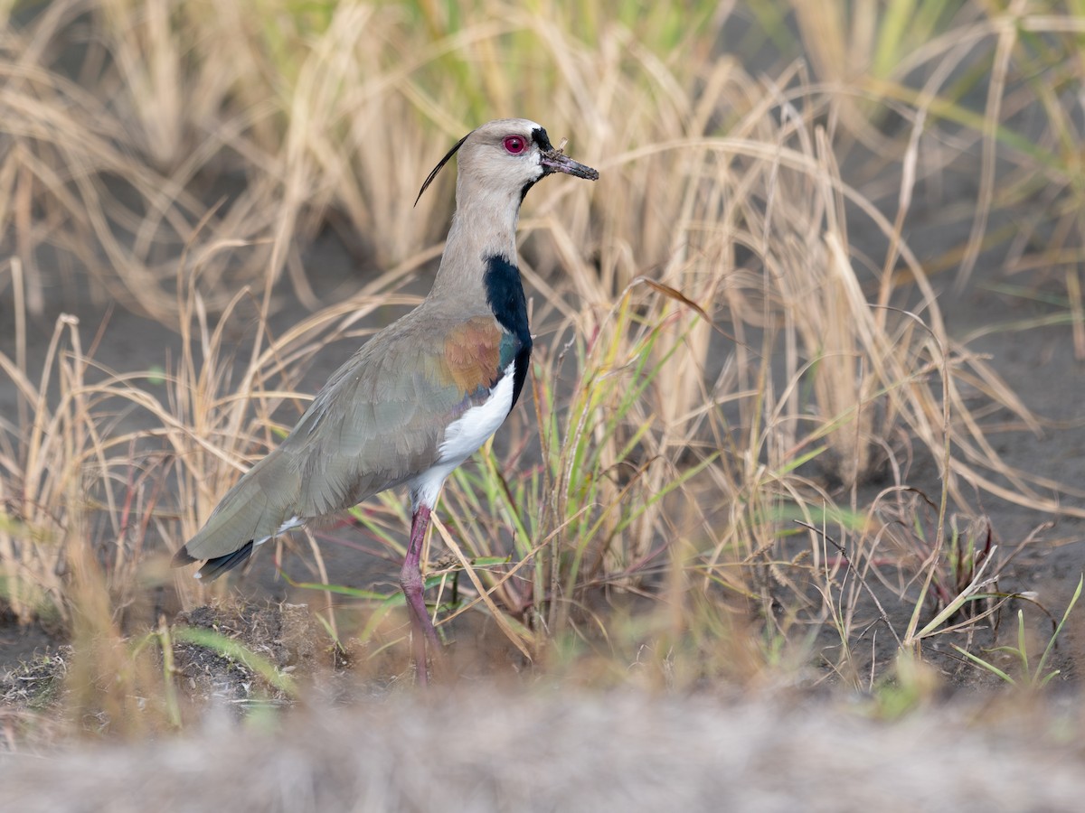 Southern Lapwing - ML643395795