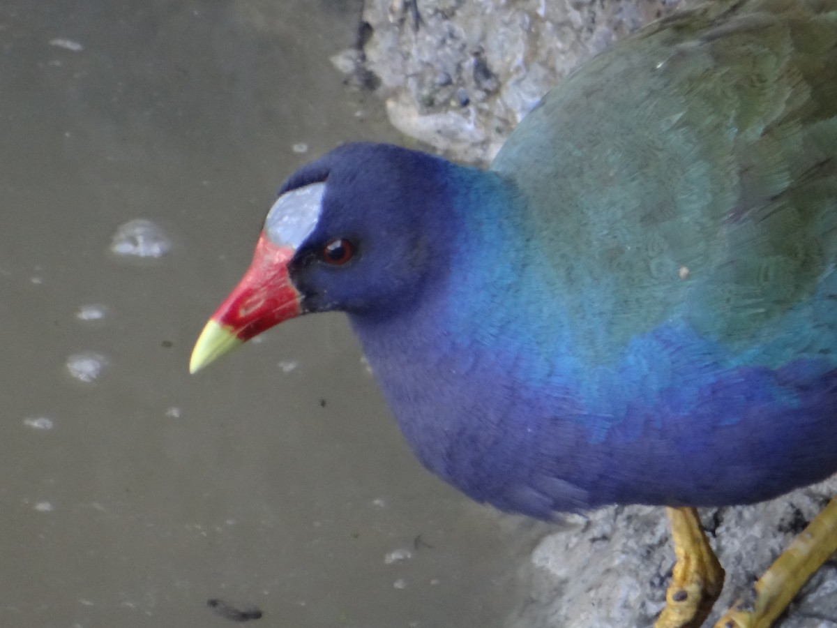 Purple Gallinule - ML643395797