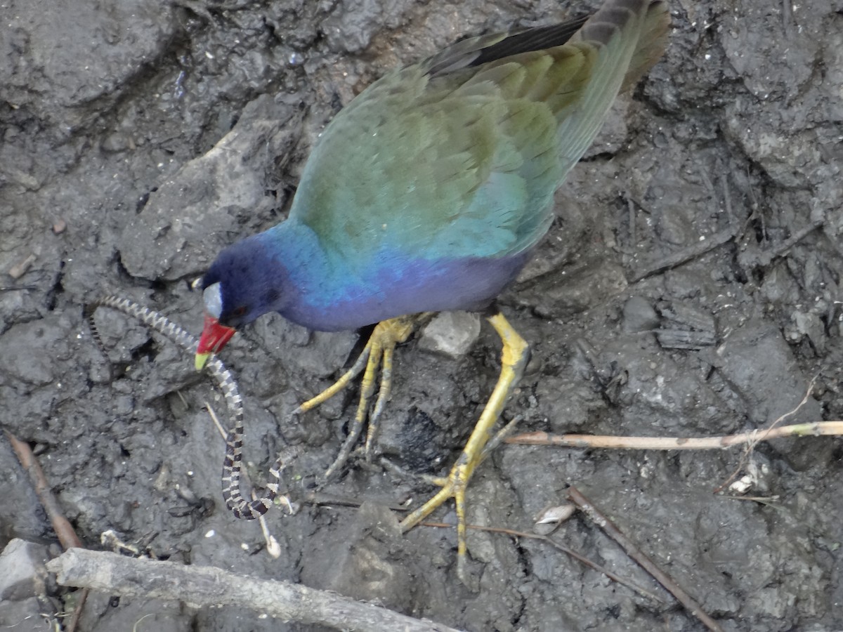 Purple Gallinule - ML643395798