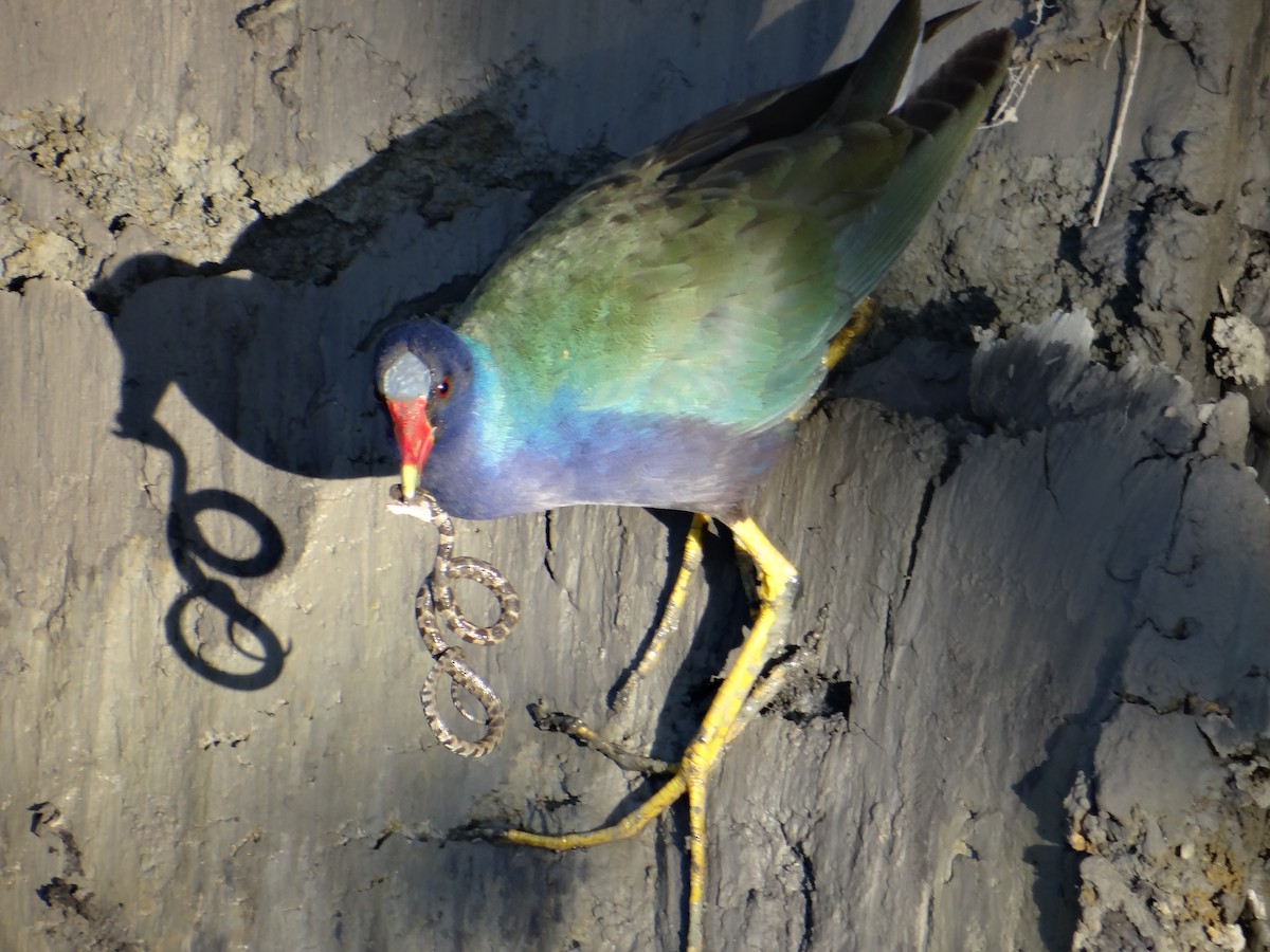 Purple Gallinule - ML643395799