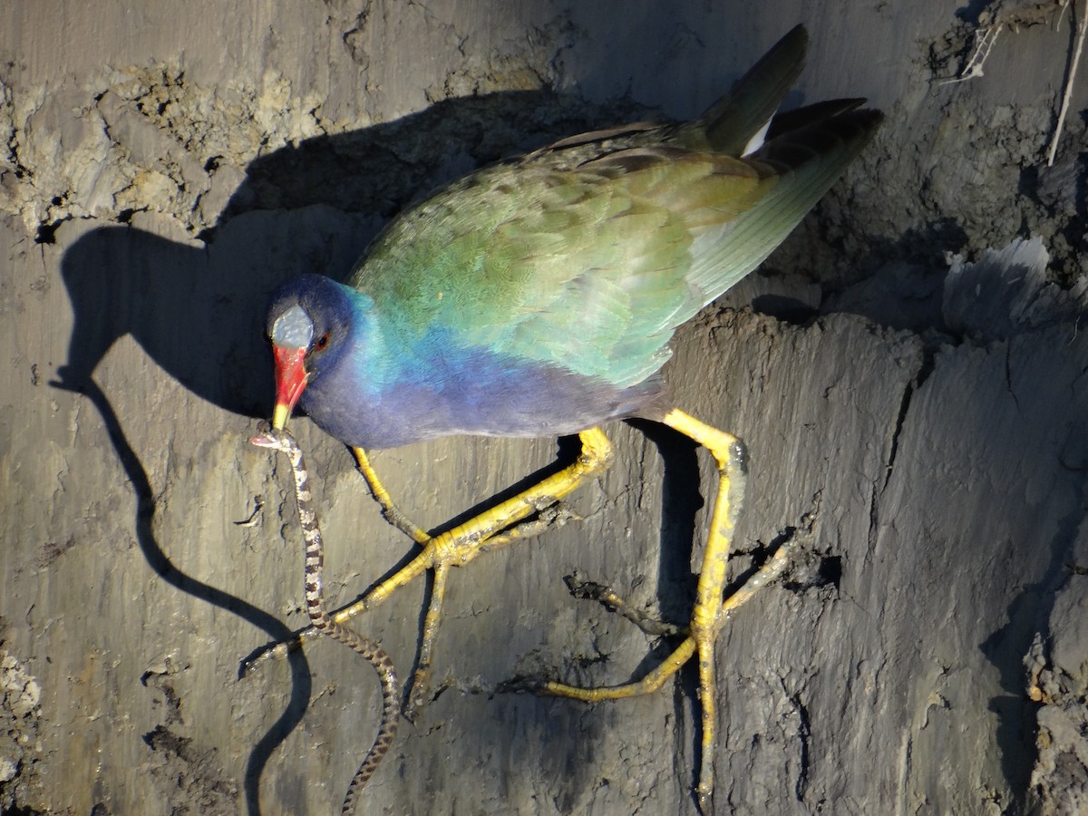 Purple Gallinule - ML643395800