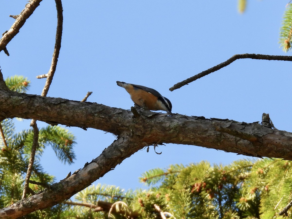 Red-breasted Nuthatch - ML643395804