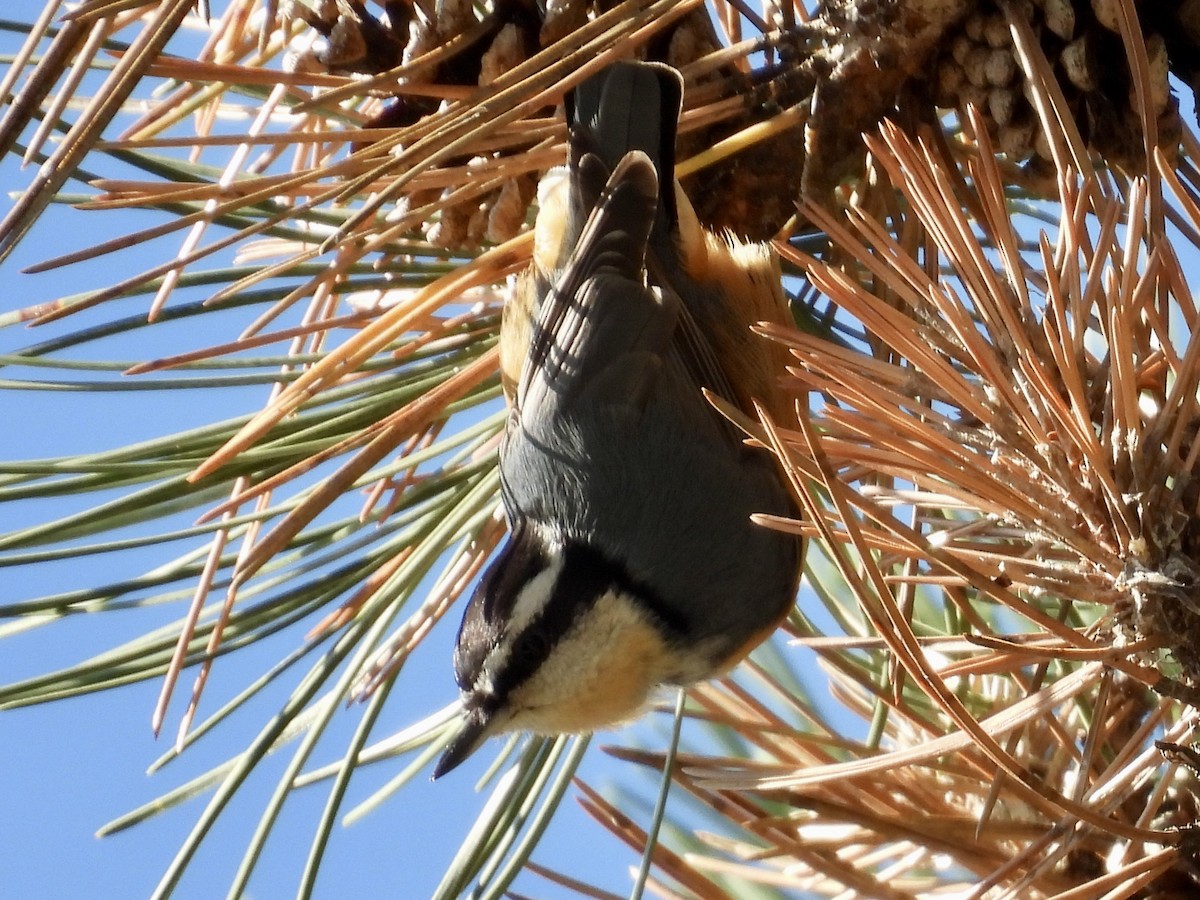Red-breasted Nuthatch - ML643395805