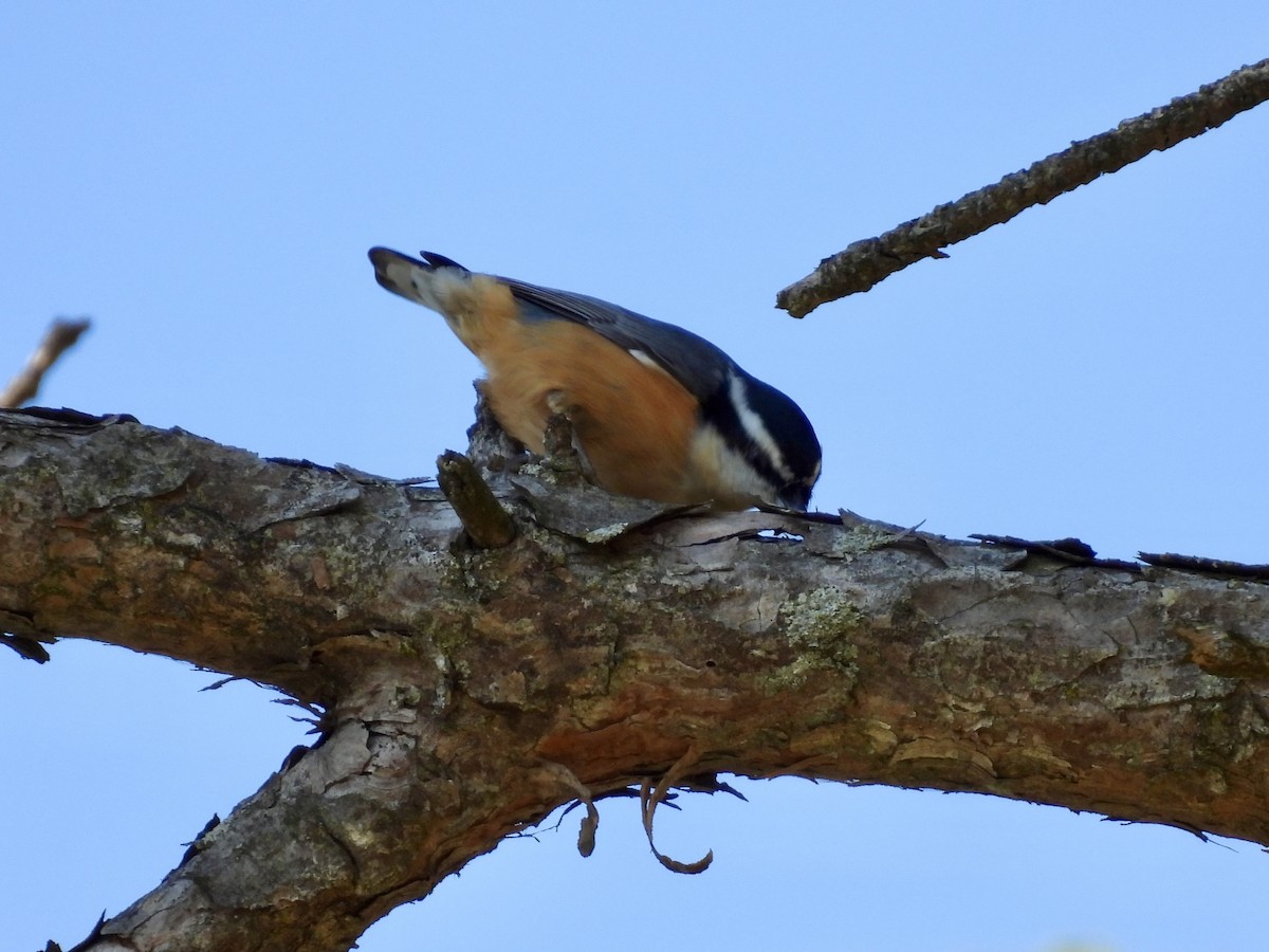 Red-breasted Nuthatch - ML643395806