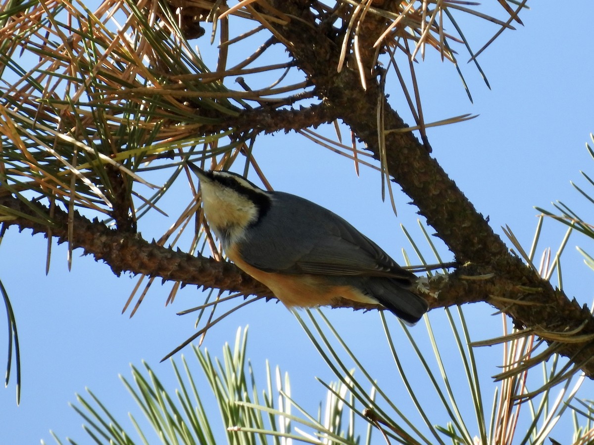 Red-breasted Nuthatch - ML643395808