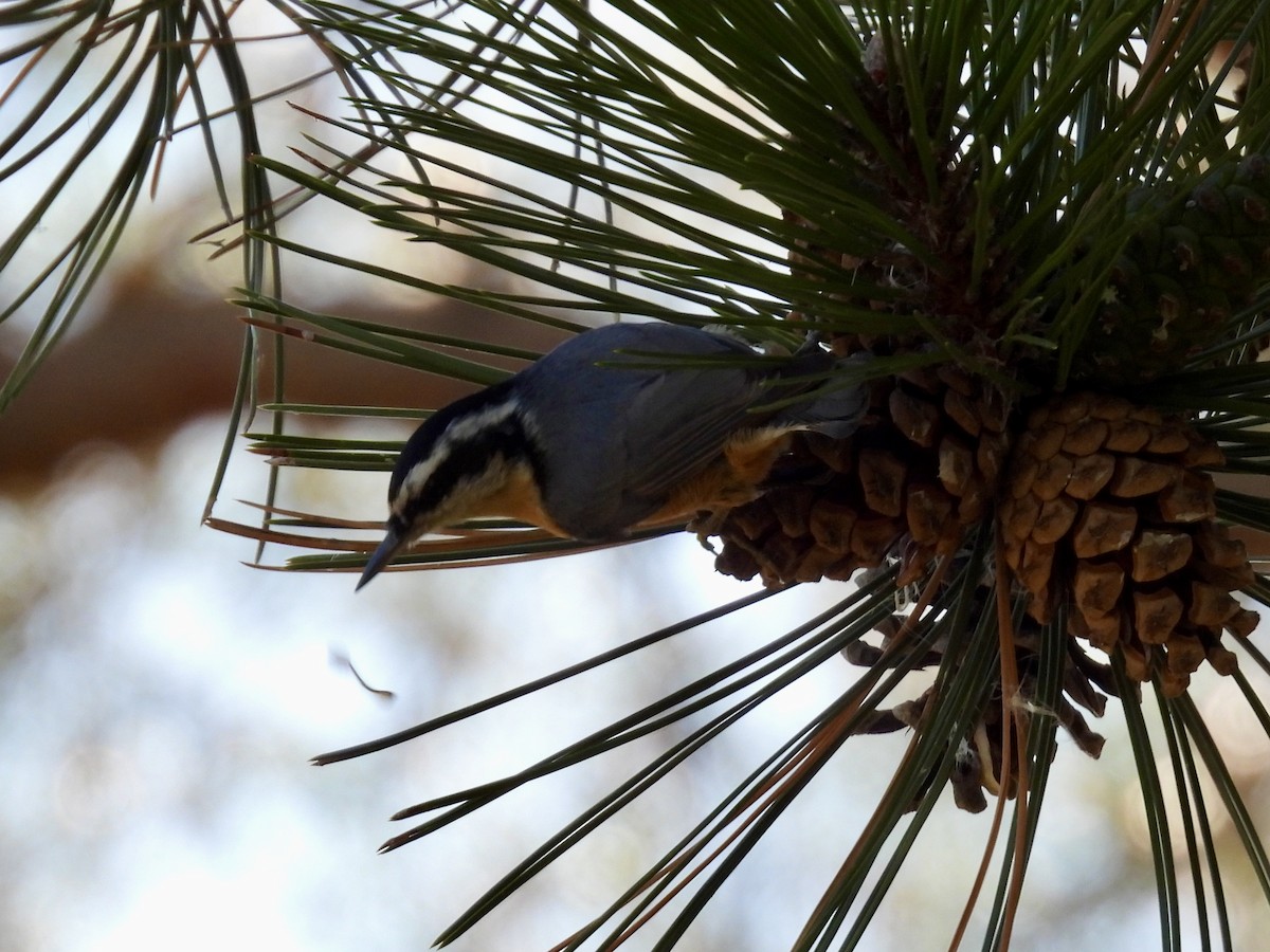 Red-breasted Nuthatch - ML643395809