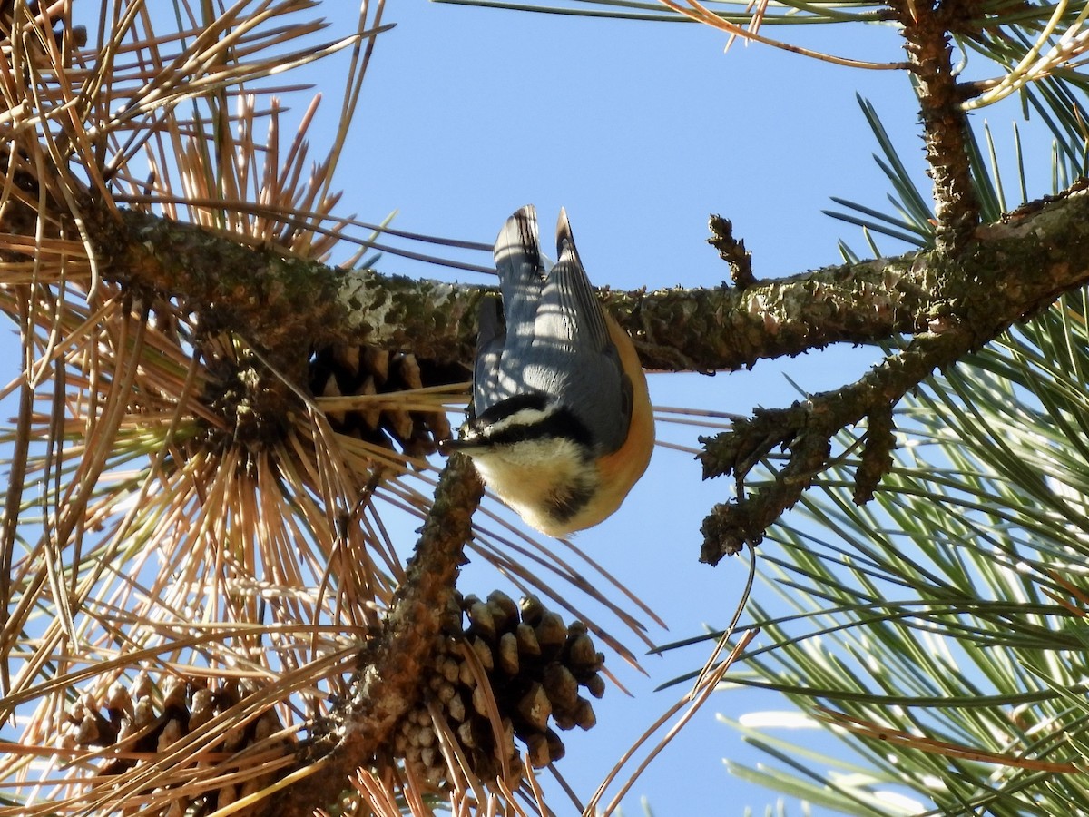 Red-breasted Nuthatch - ML643395811