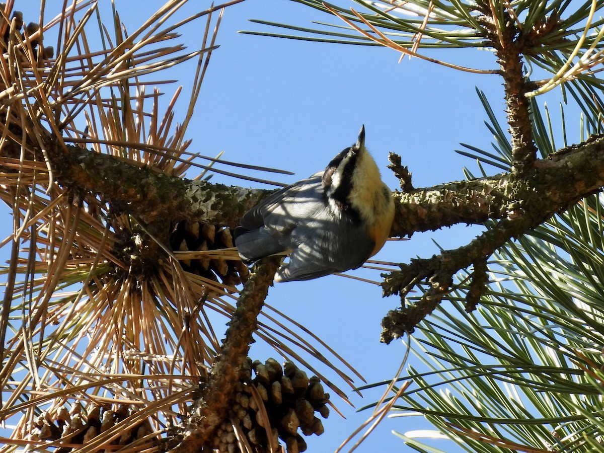 Red-breasted Nuthatch - ML643395812