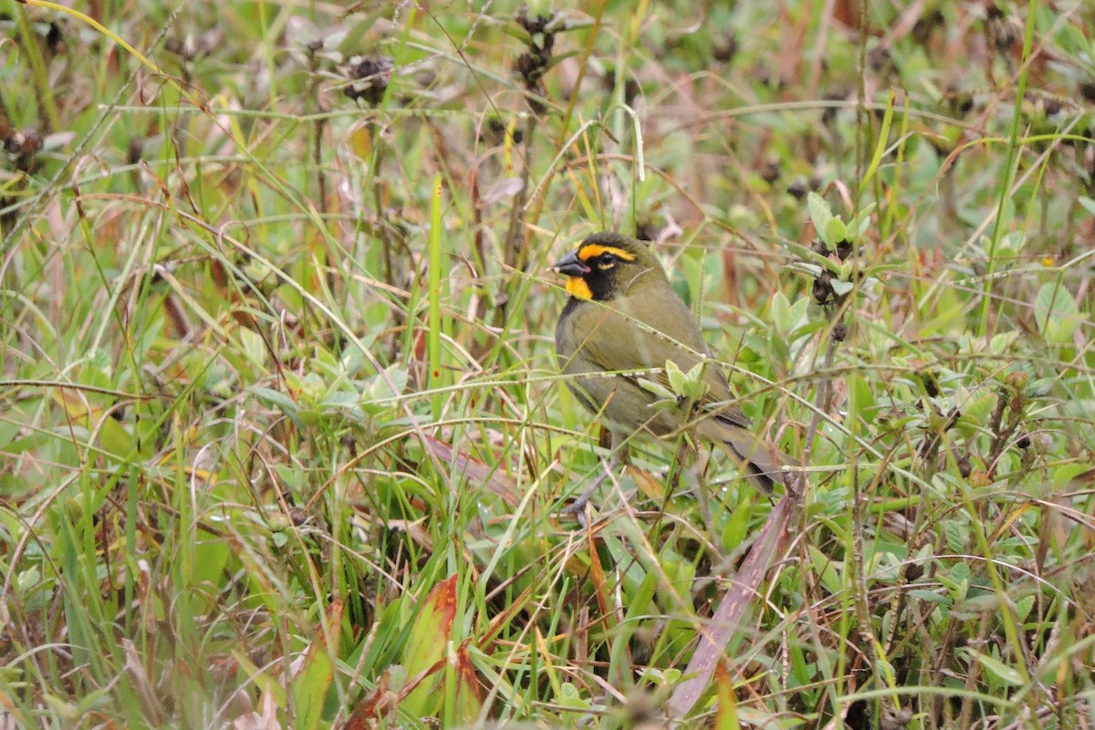 Yellow-faced Grassquit - ML643395825