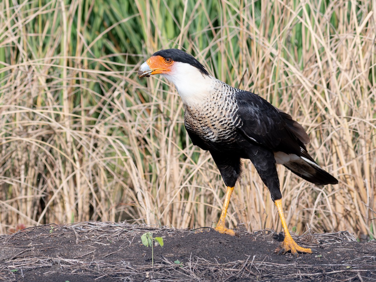 Crested Caracara - ML643395826