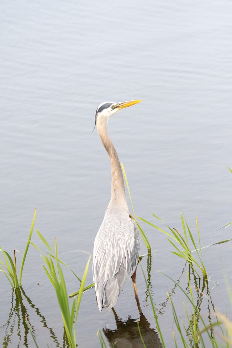 Great Blue Heron (Great Blue) - ML643395836