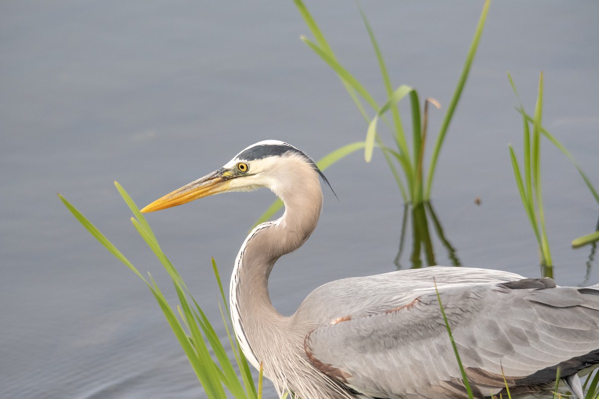 Great Blue Heron (Great Blue) - ML643395837