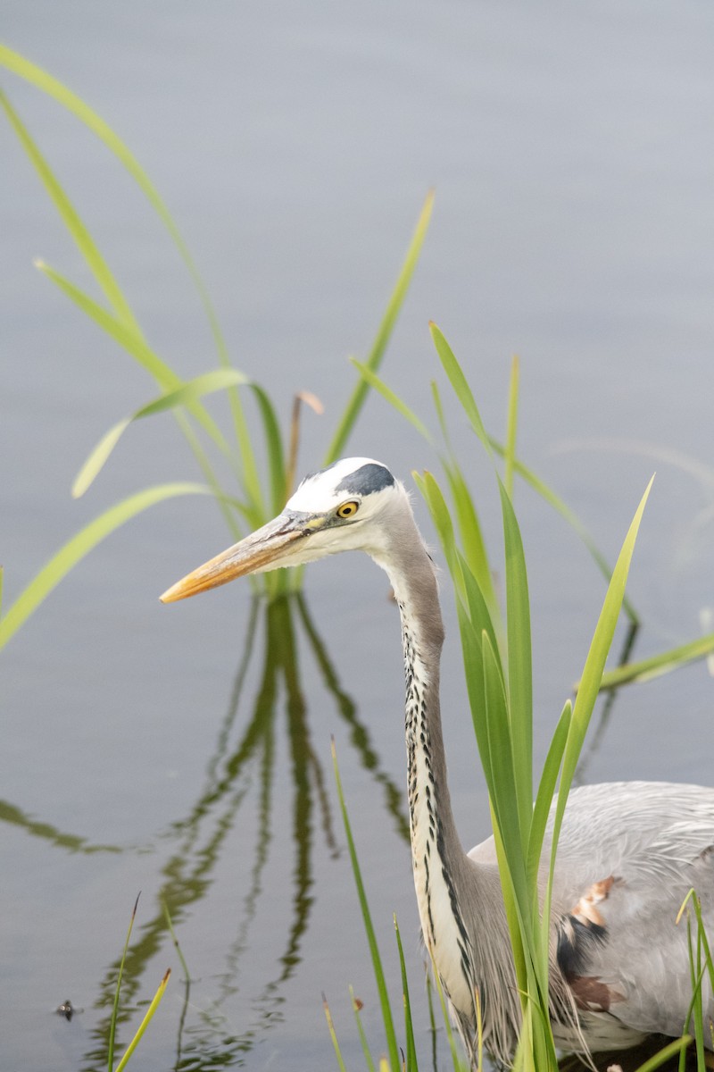 Great Blue Heron (Great Blue) - ML643395838