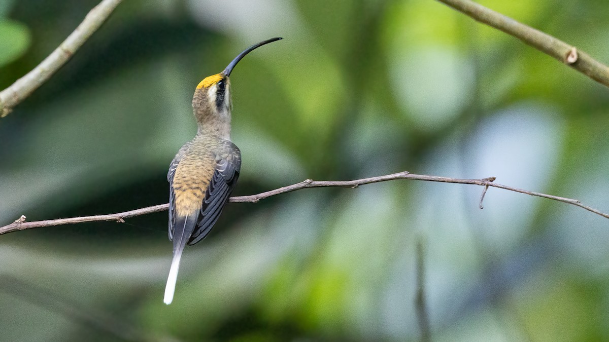 Long-billed Hermit - ML643395851