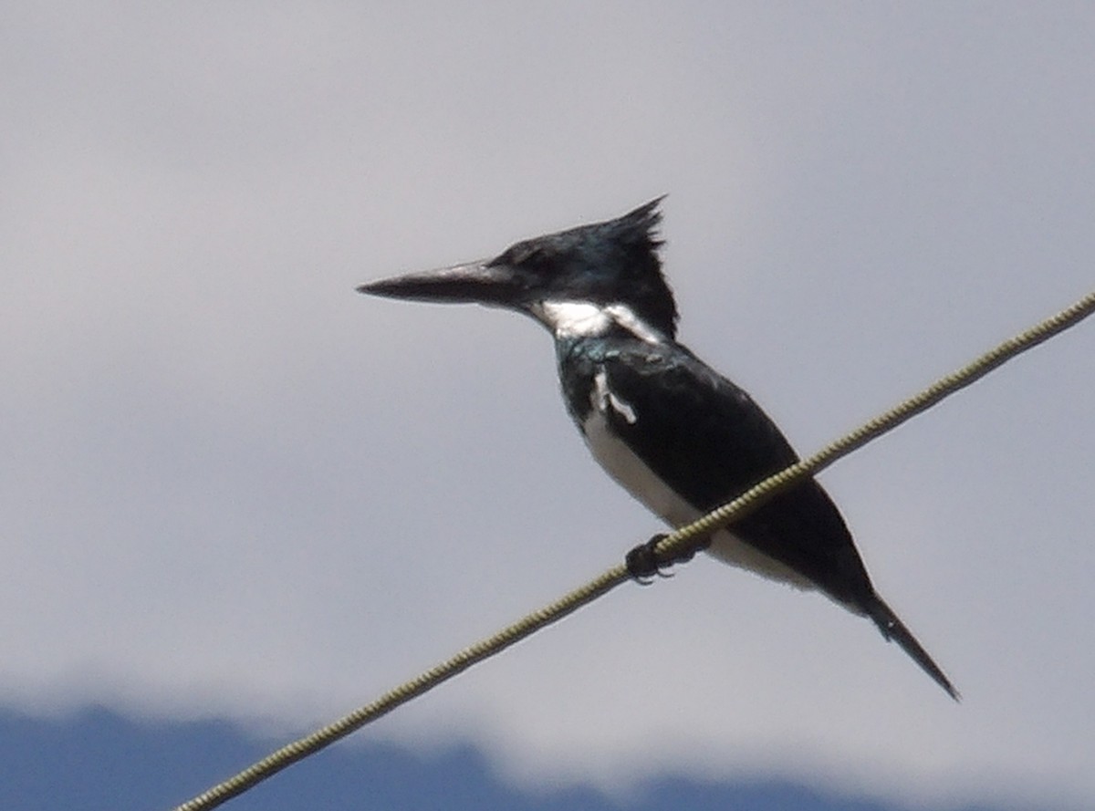 Amazon Kingfisher - ML643395853
