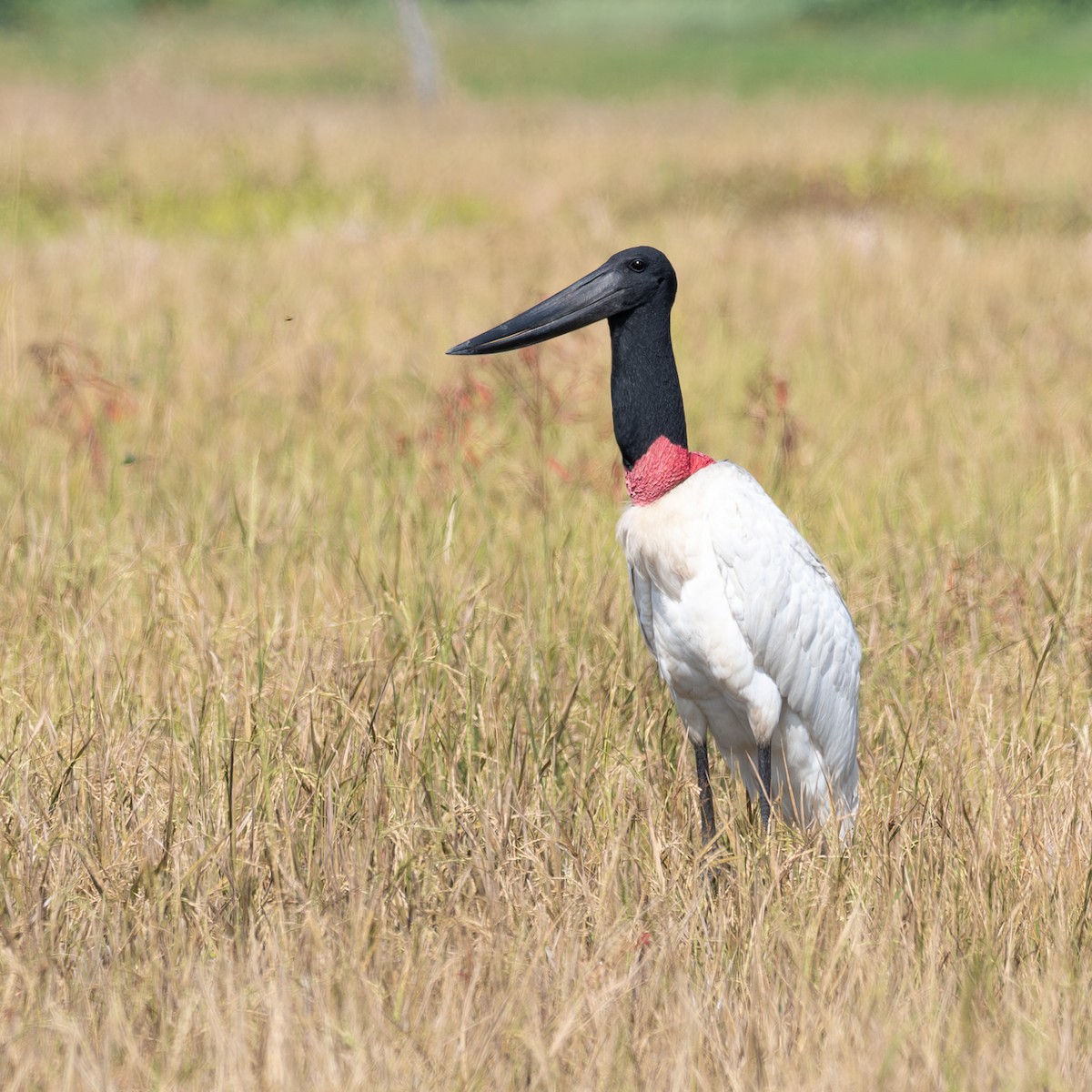 Jabiru amerikarra - ML643395862