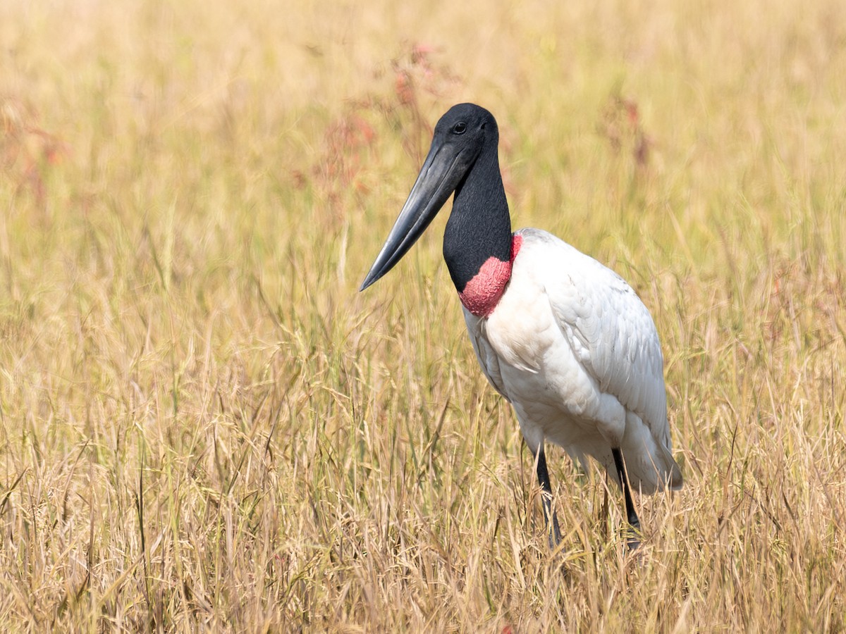 Jabiru amerikarra - ML643395863