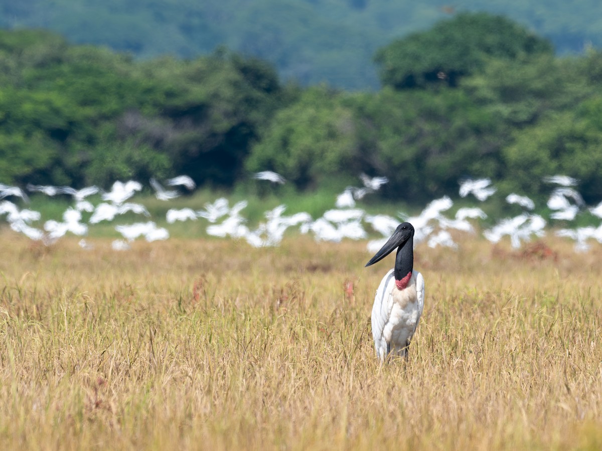 Jabiru amerikarra - ML643395871