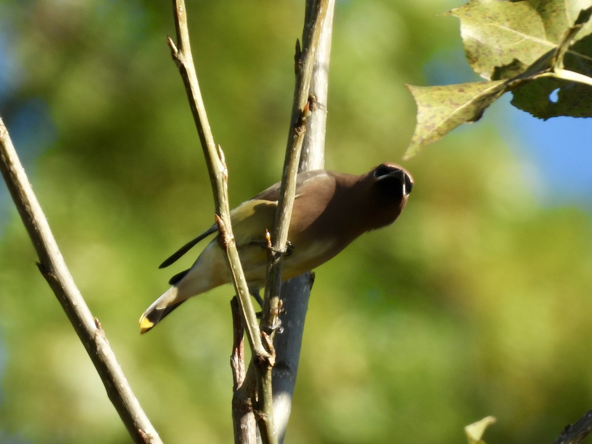 Cedar Waxwing - ML643395872