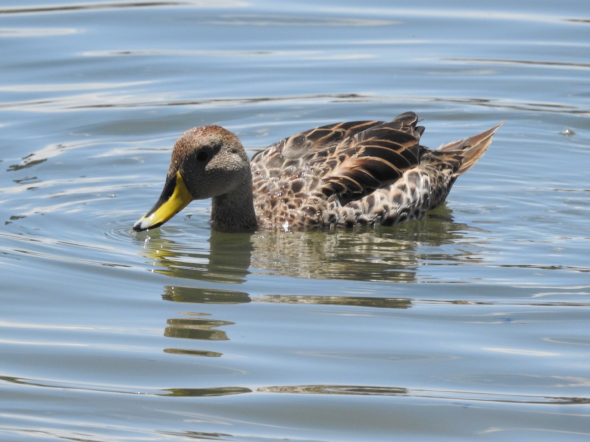 Yellow-billed Pintail - ML643395877