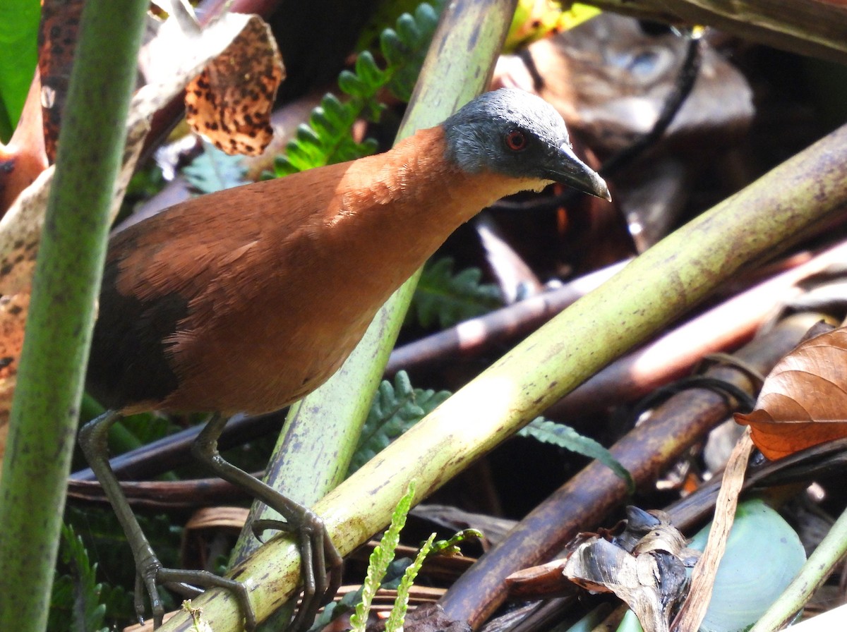 Ruddy Crake - ML643395880
