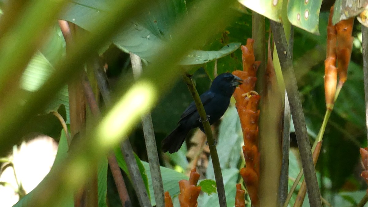 Blue-black Grosbeak - ML643395886