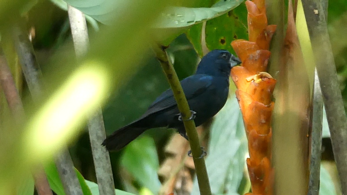Blue-black Grosbeak - ML643395887