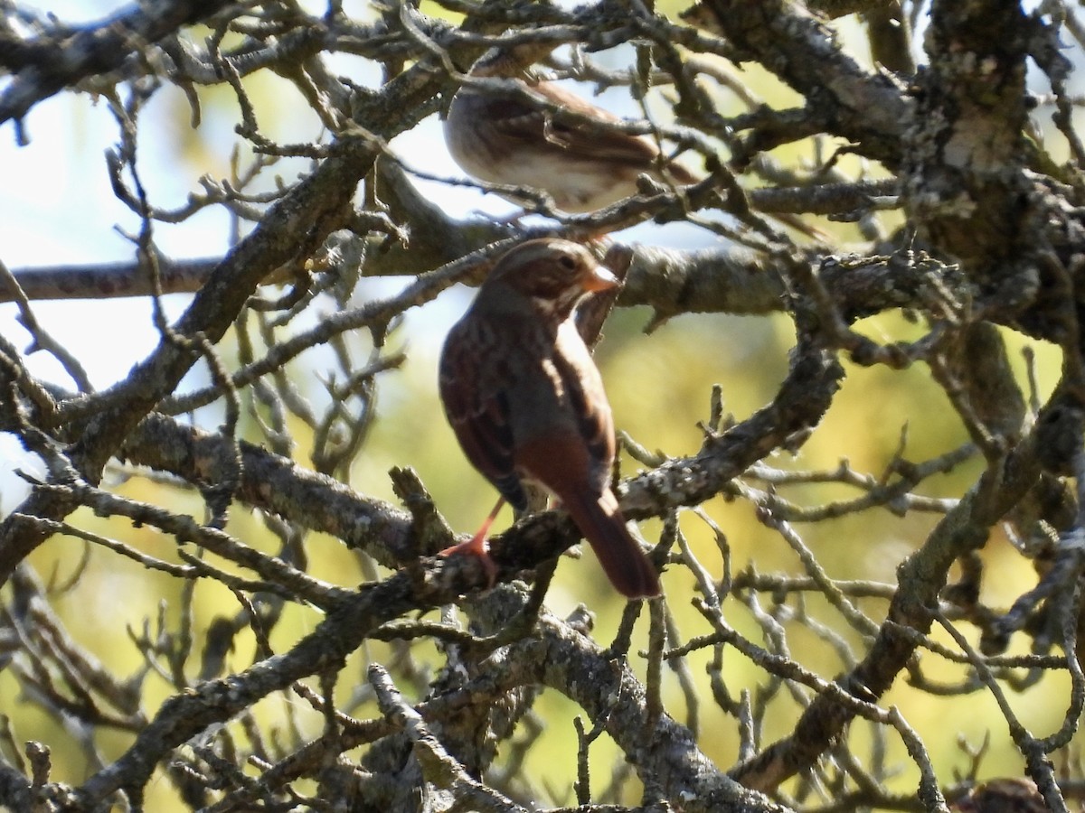 Fox Sparrow - ML643395896
