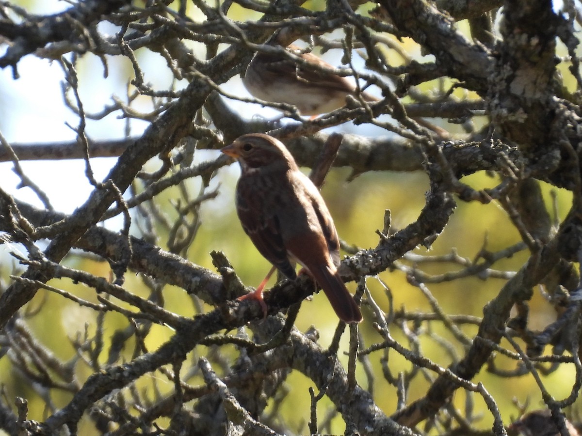 Fox Sparrow - ML643395897