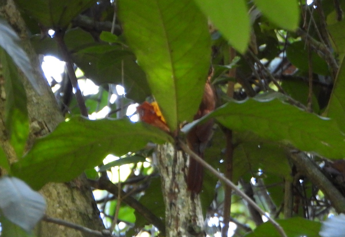 Cocoa Woodcreeper - ML643395898