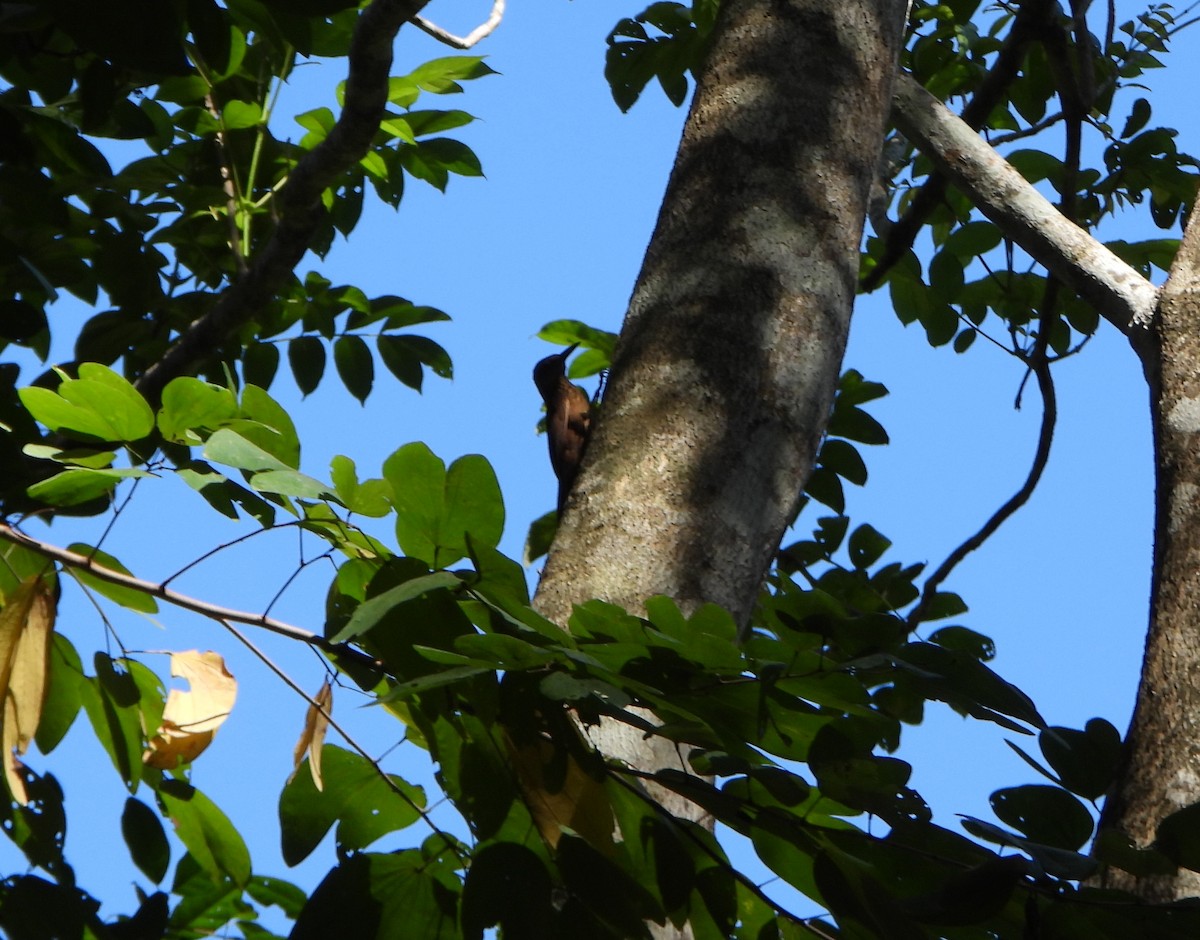 Cocoa Woodcreeper - ML643395900