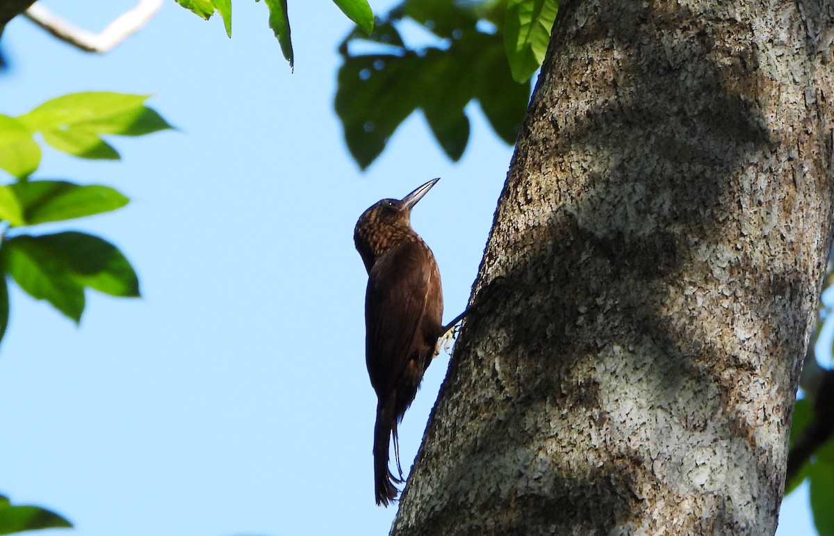 Cocoa Woodcreeper - ML643395901
