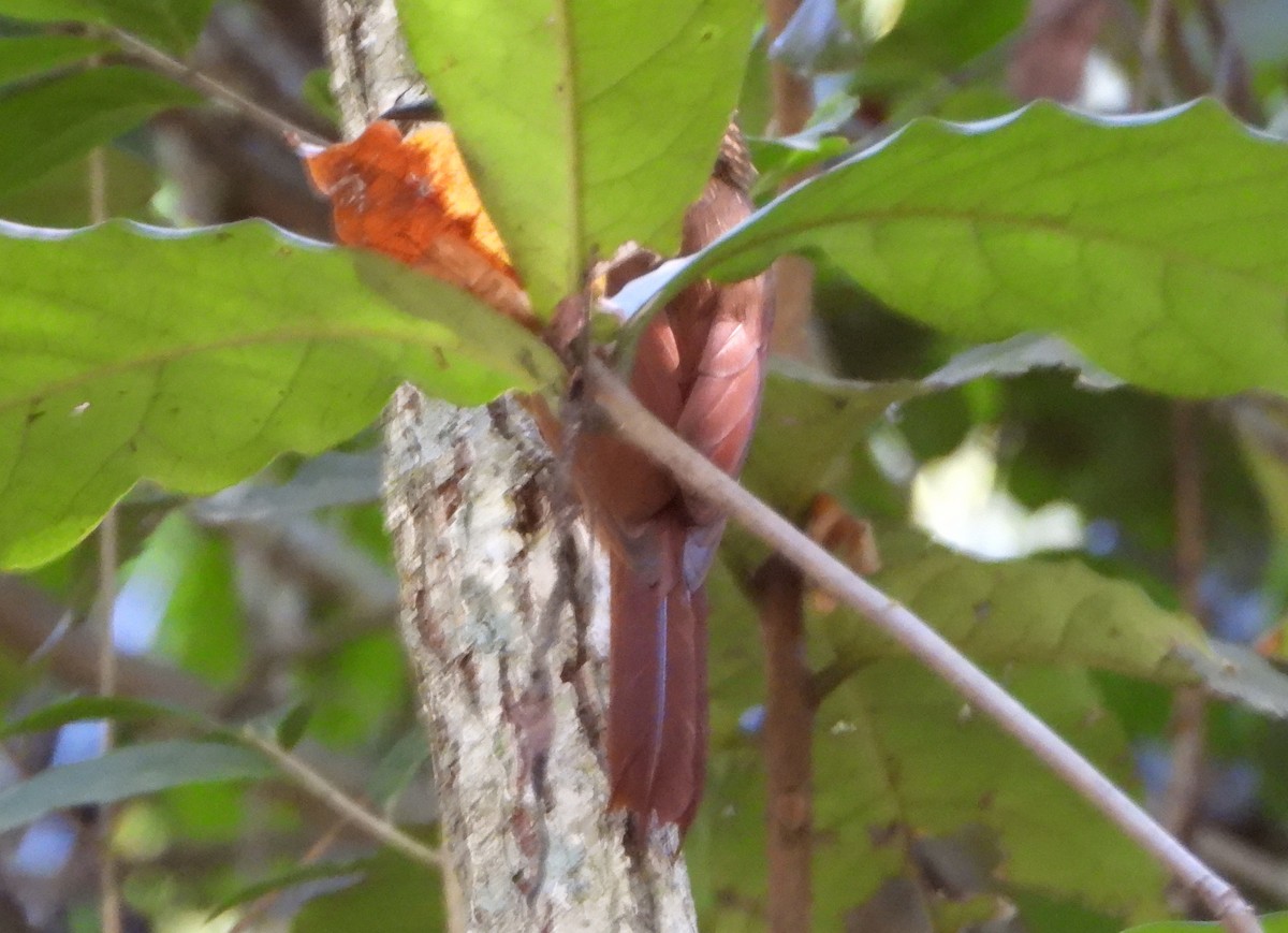 Cocoa Woodcreeper - ML643395902