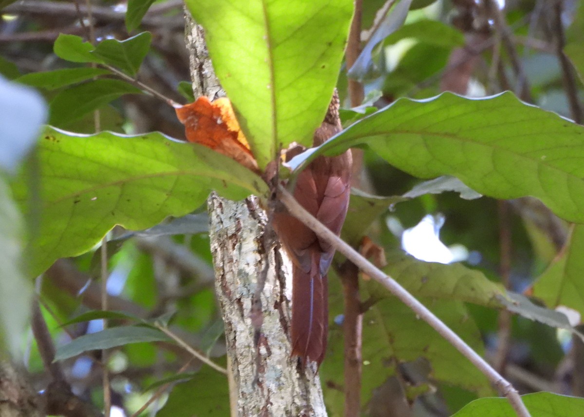 Cocoa Woodcreeper - ML643395903