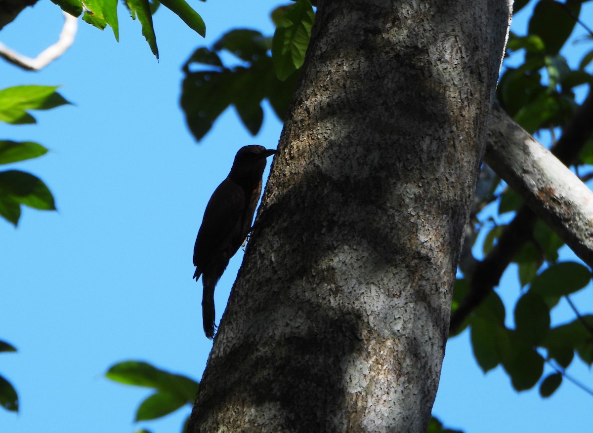 Cocoa Woodcreeper - ML643395904
