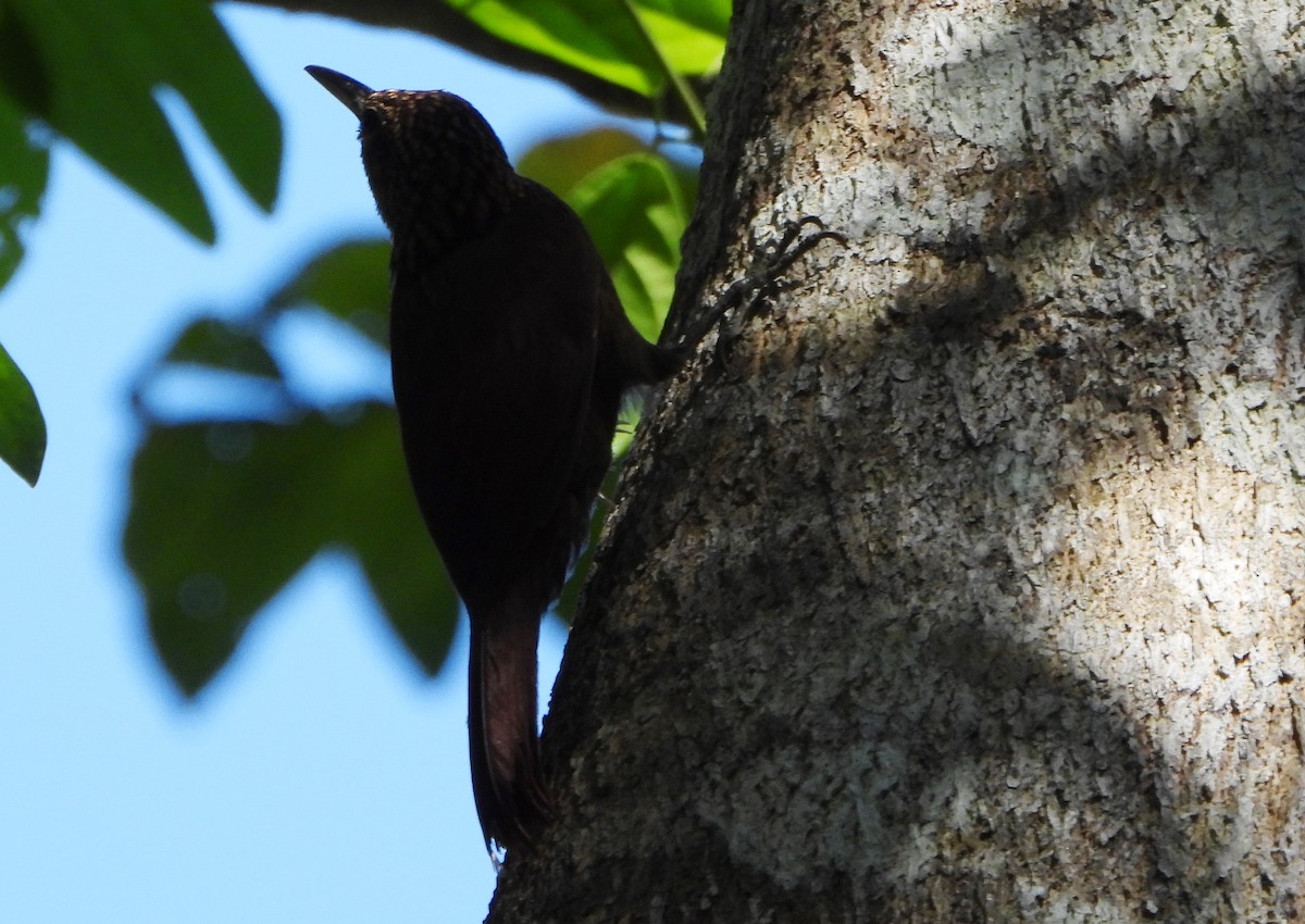 Cocoa Woodcreeper - ML643395906