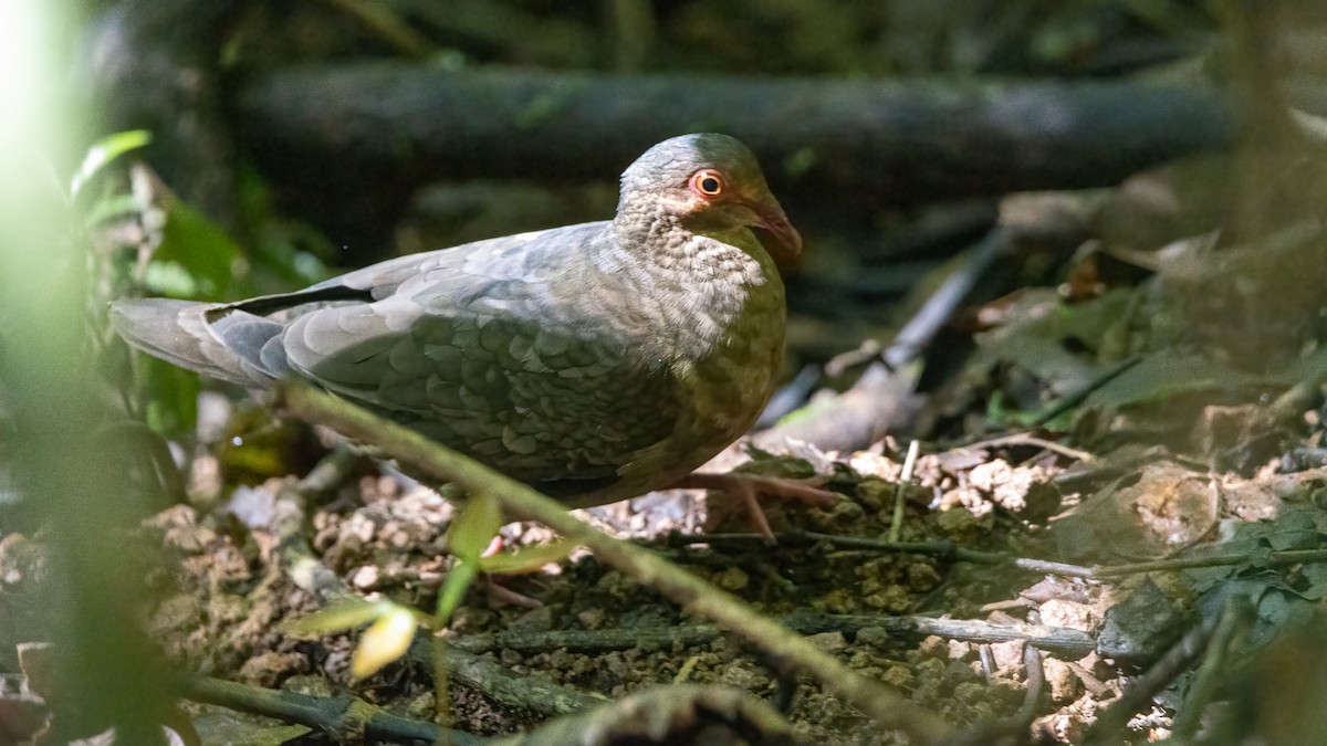 holub hnědočervený - ML643395909