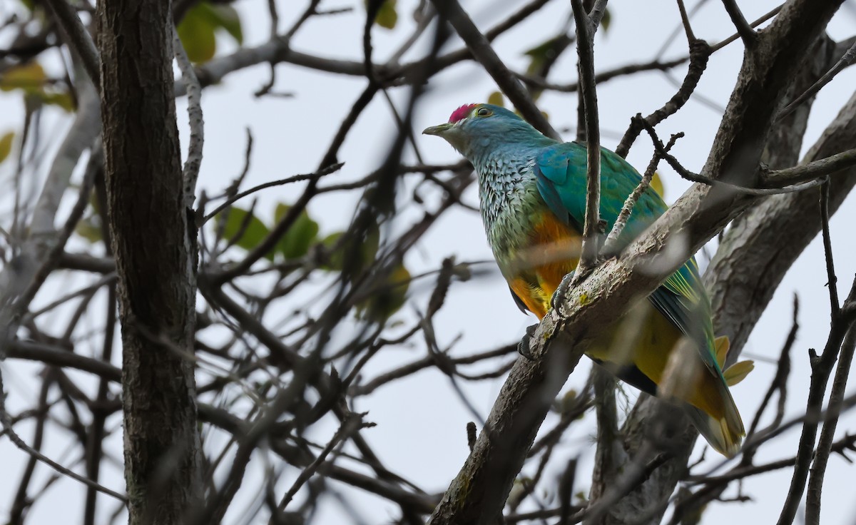 Rose-crowned Fruit-Dove - ML643395910