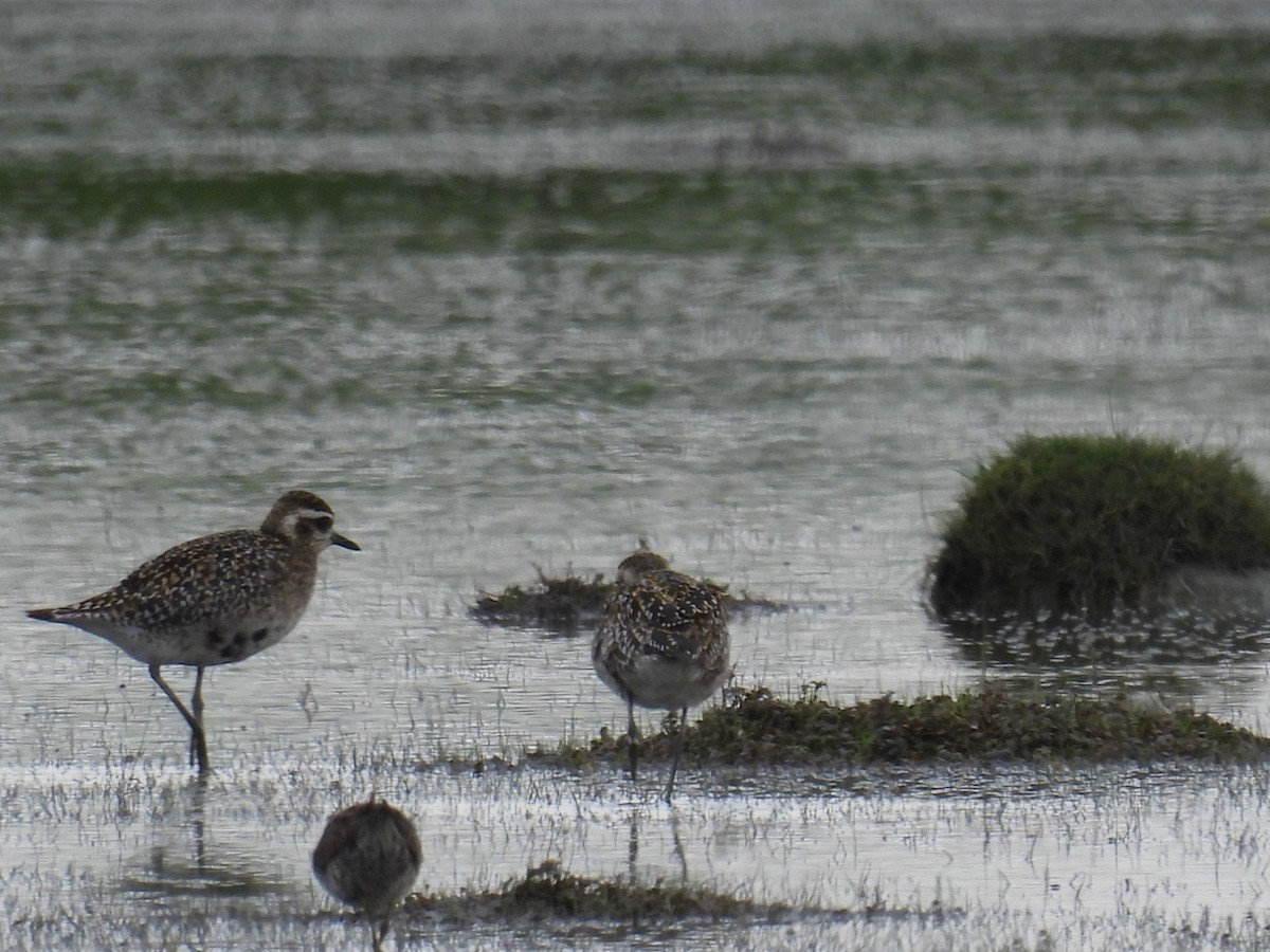 Pacific Golden-Plover - ML643395911