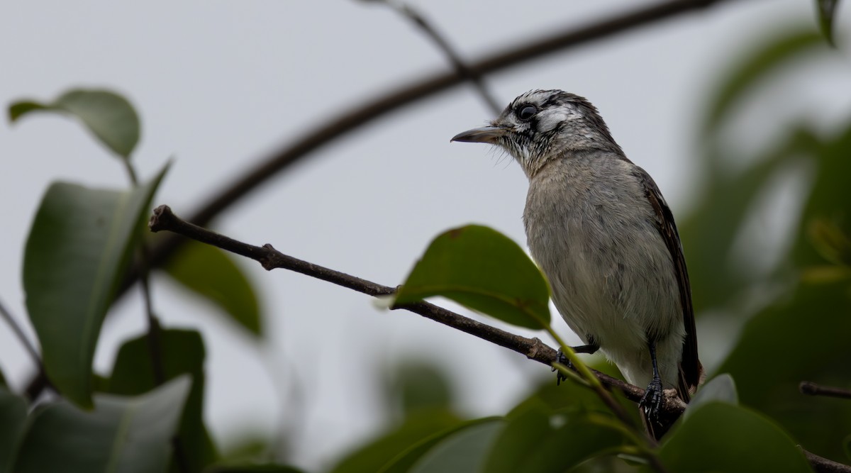 hvitøremonark - ML643395933