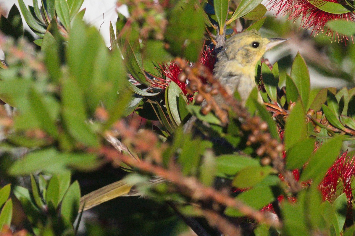 Bullock's Oriole - ML643395936