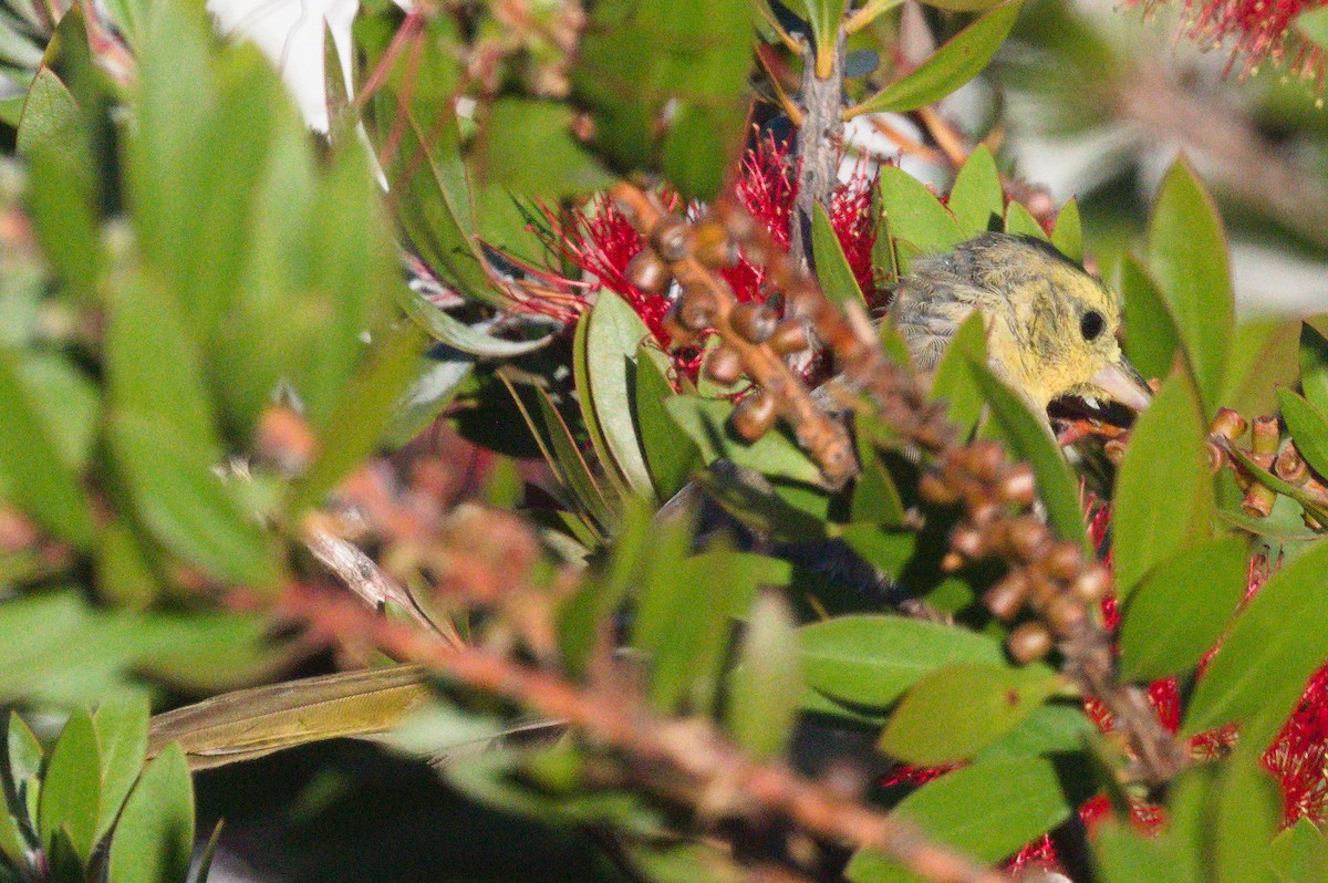 Bullock's Oriole - ML643395940