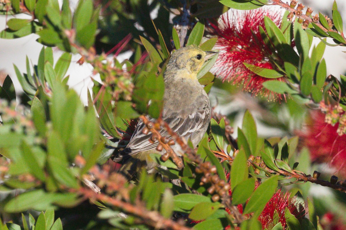 Bullock's Oriole - ML643395946