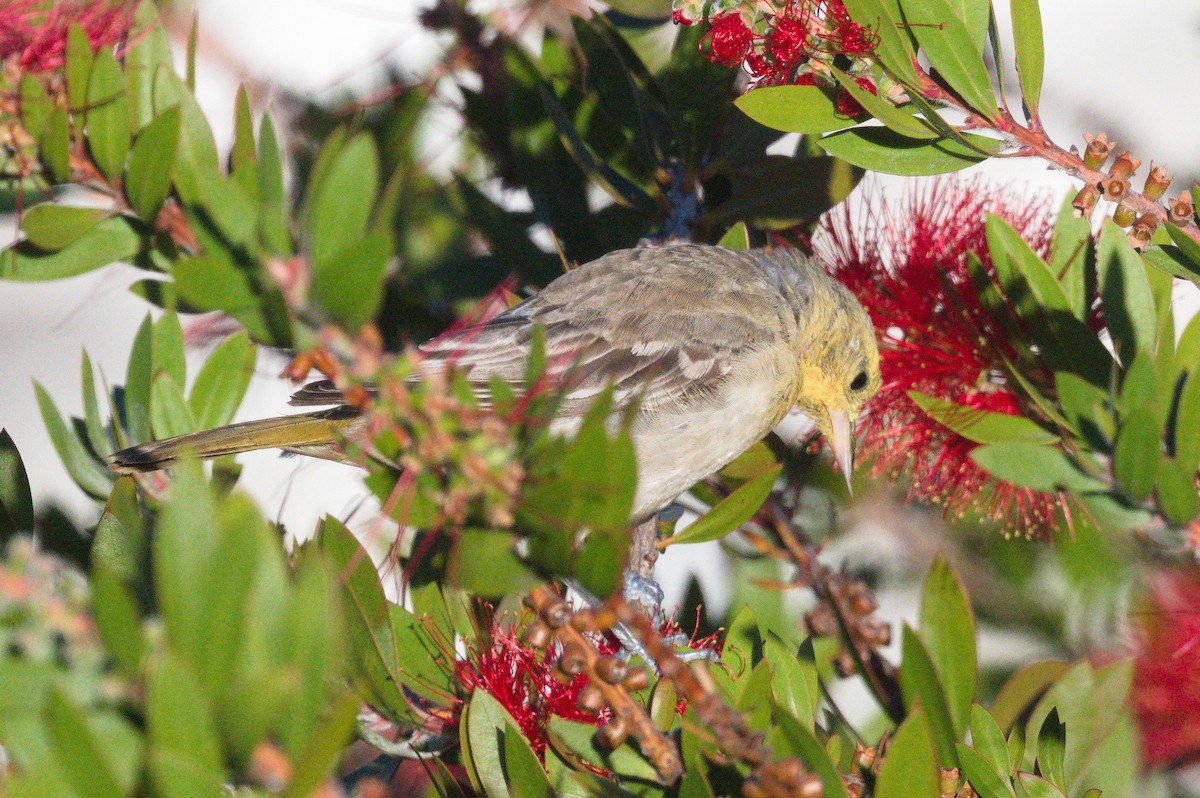 Bullock's Oriole - ML643395952