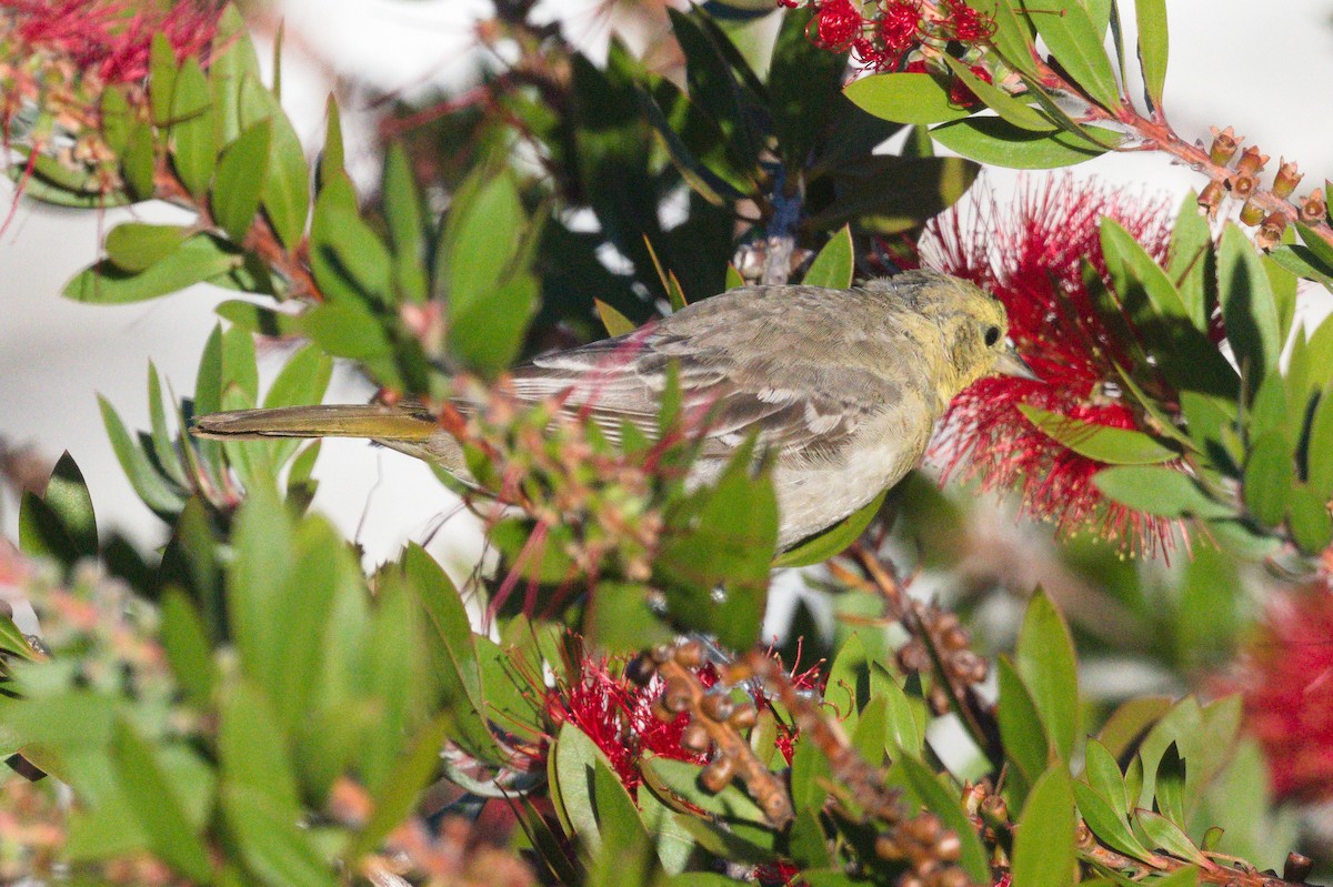 Bullock's Oriole - ML643395960