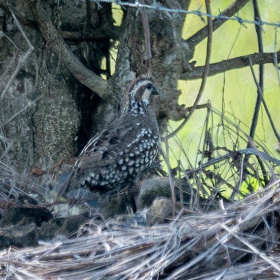 Spot-bellied Bobwhite - ML643395962