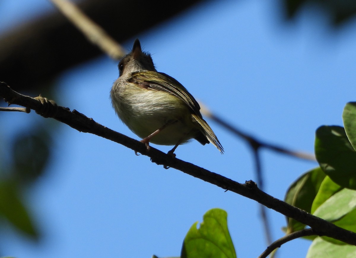 Pale-eyed Pygmy-Tyrant - ML643395971